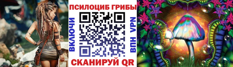где продают Грязовец Псилоцибиновые грибы Psilocybe